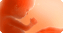 Pregnancy development illustration for week 10