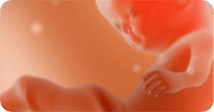 Pregnancy development illustration for week 11