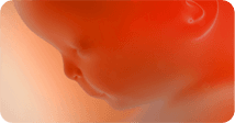 Pregnancy development illustration for week 12
