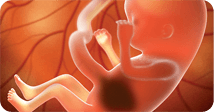 Pregnancy development illustration for week 13
