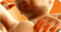Pregnancy development illustration for week 14