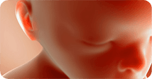 Pregnancy development illustration for week 15
