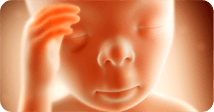 Pregnancy development illustration for week 16