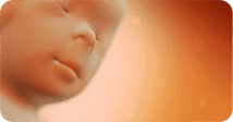 Pregnancy development illustration for week 17