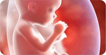 Pregnancy development illustration for week 18