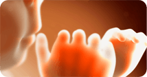 Pregnancy development illustration for week 19