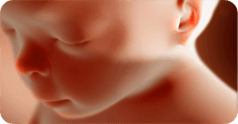 Pregnancy development illustration for week 20