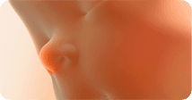 Pregnancy development illustration for week 21
