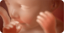 Pregnancy development illustration for week 22