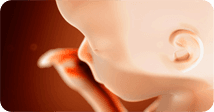 Pregnancy development illustration for week 23