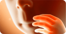 Pregnancy development illustration for week 24