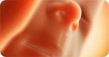 Pregnancy development illustration for week 25