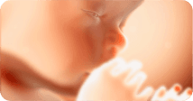 Pregnancy development illustration for week 26