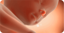 Pregnancy development illustration for week 28