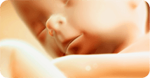 Pregnancy development illustration for week 29