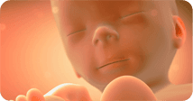 Pregnancy development illustration for week 30