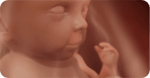 Pregnancy development illustration for week 31