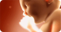 Pregnancy development illustration for week 32