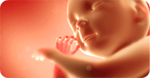 Pregnancy development illustration for week 33