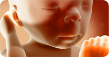 Pregnancy development illustration for week 34