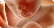 Pregnancy development illustration for week 35