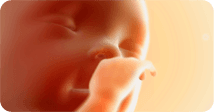 Pregnancy development illustration for week 37