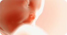 Pregnancy development illustration for week 38