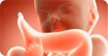 Pregnancy development illustration for week 39