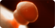 Pregnancy development illustration for week 4