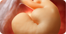Pregnancy development illustration for week 5