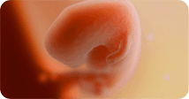 Pregnancy development illustration for week 6