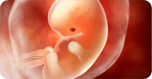 Pregnancy development illustration for week 7