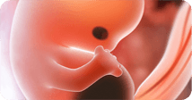Pregnancy development illustration for week 9